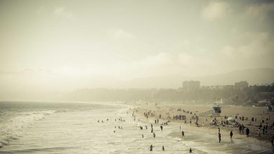 new-zealand-proves-dale-steyn-right