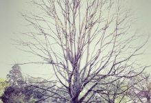 nifty-expiry-market-green-stocks-watch