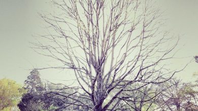 nifty-expiry-market-green-stocks-watch