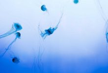 nishant-kumar-jdu-entry-plan