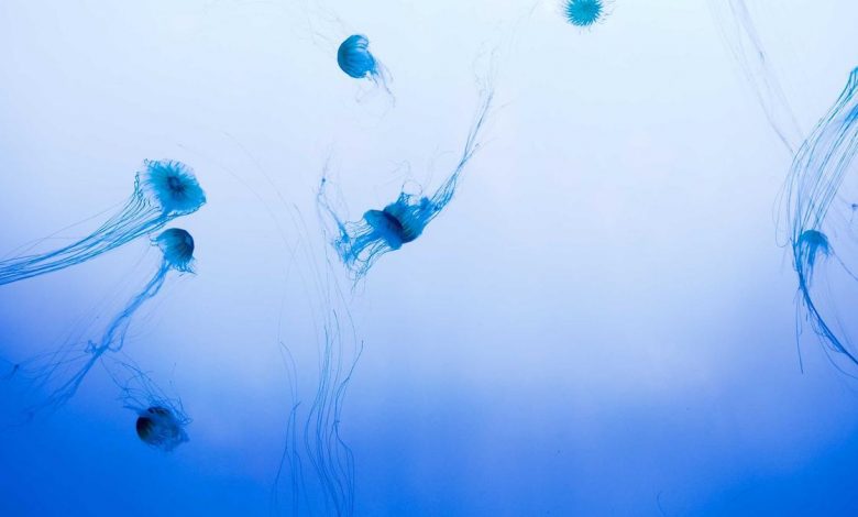 nishant-kumar-jdu-entry-plan