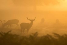 nita-ambani-dance-wedding-video