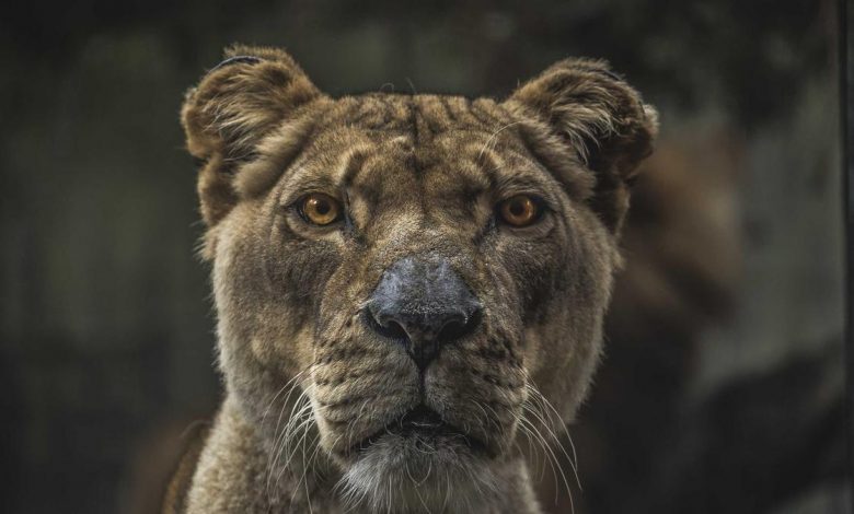 no-confidence-motion-against-om-birla-2495