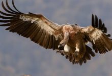 nse-adds-6-new-shares-in-fo-segment