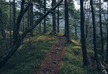 oneplus-15t-compact-design-flat-display