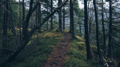 oneplus-15t-compact-design-flat-display