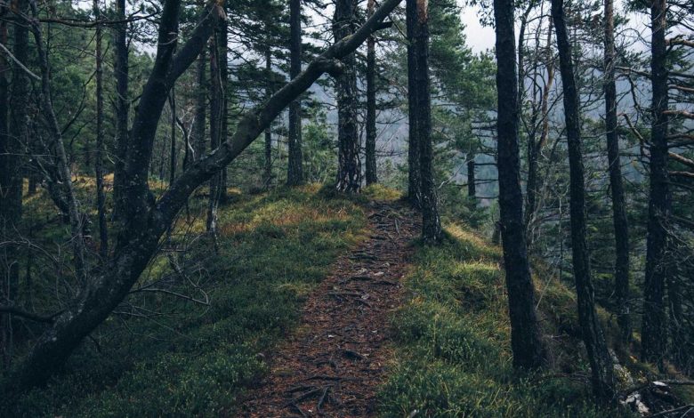 oneplus-15t-compact-design-flat-display