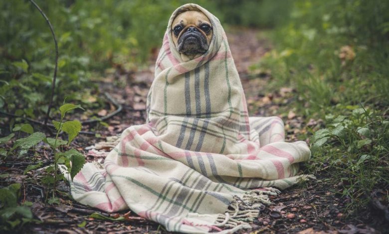 pakistan-oil-price-hike-ministers-salary-ban