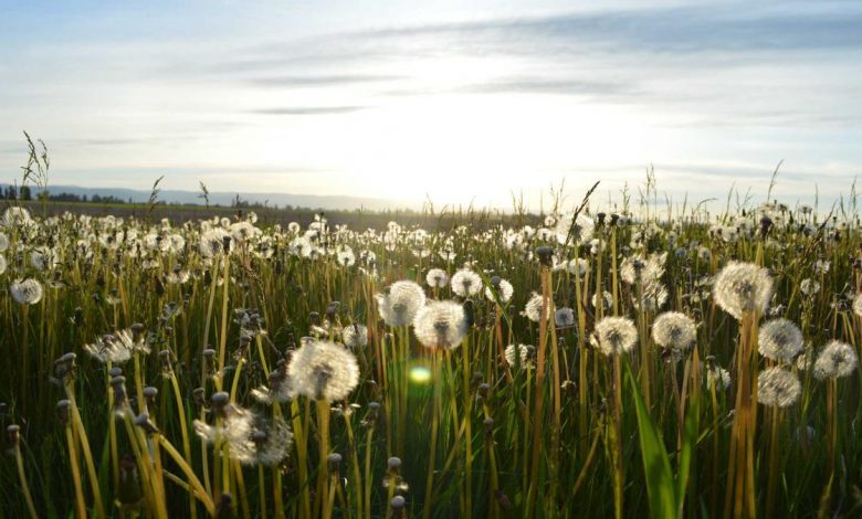 pakistani-cricketer-predicts-india-loss