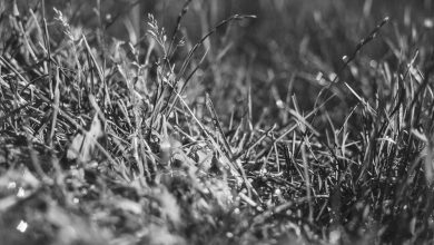 parliament-budget-session-hungama