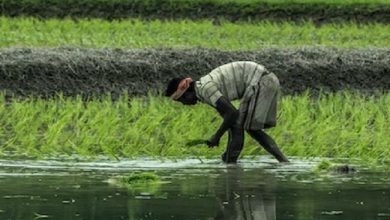 pm-kisan-samman-nidhi-22nd-installment-4911