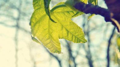 pnb-fixed-deposit-calculation