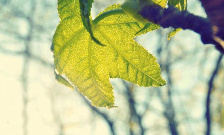 pnb-fixed-deposit-calculation