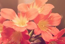 protocol-controversy-bengal-mamata