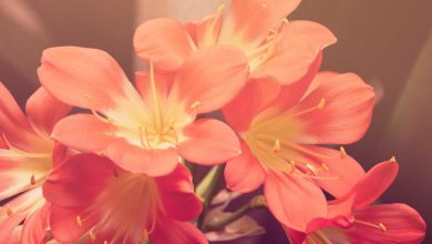 protocol-controversy-bengal-mamata