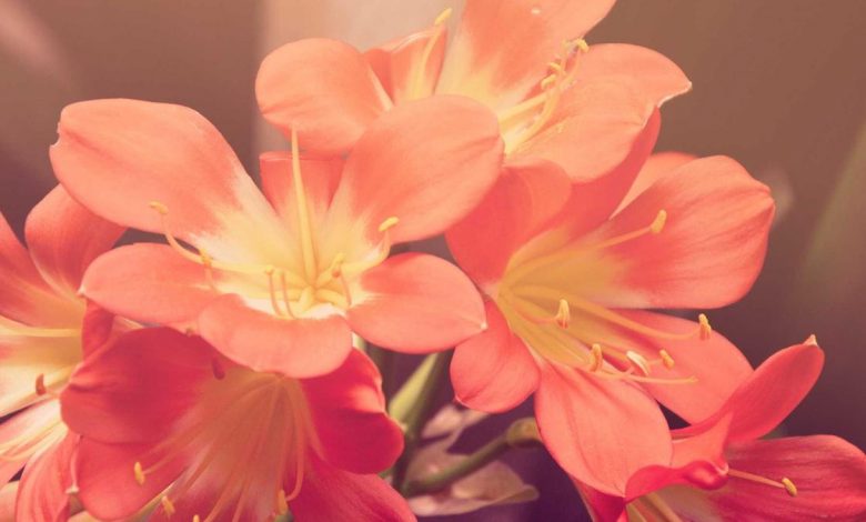 protocol-controversy-bengal-mamata