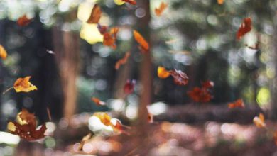 rahul-supports-impeachment-commissioner