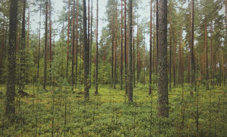 rajpal-yadav-controversial-statements