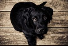 reduce-ear-hole-without-surgery