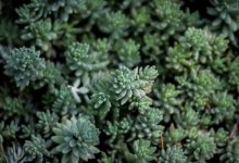 samsung-budget-5g-phone-launch