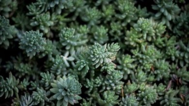 samsung-budget-5g-phone-launch