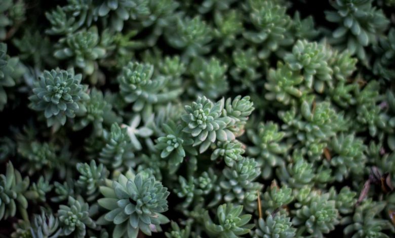 samsung-budget-5g-phone-launch