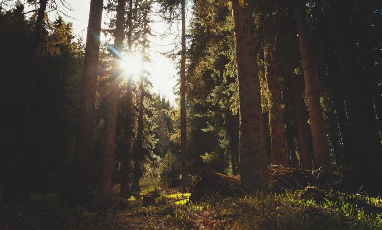 shahid-kapoor-farzi-2-amazon-prime