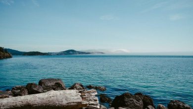 shares-to-split-bonus-and-dividend