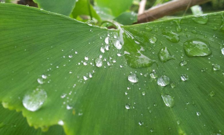 shivaranjani-raga-song-impact