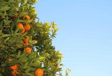 surya-targets-olympic-gold-after-t20-world-cup