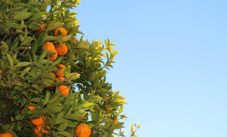 surya-targets-olympic-gold-after-t20-world-cup