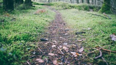 swara-bhaskar-uttam-nagar-murder