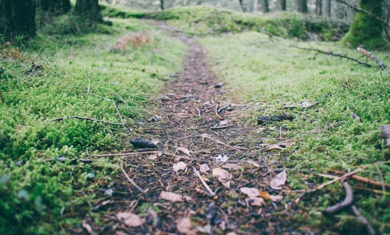 swara-bhaskar-uttam-nagar-murder