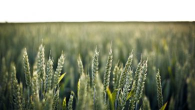 t20-world-cup-final-2026-prediction