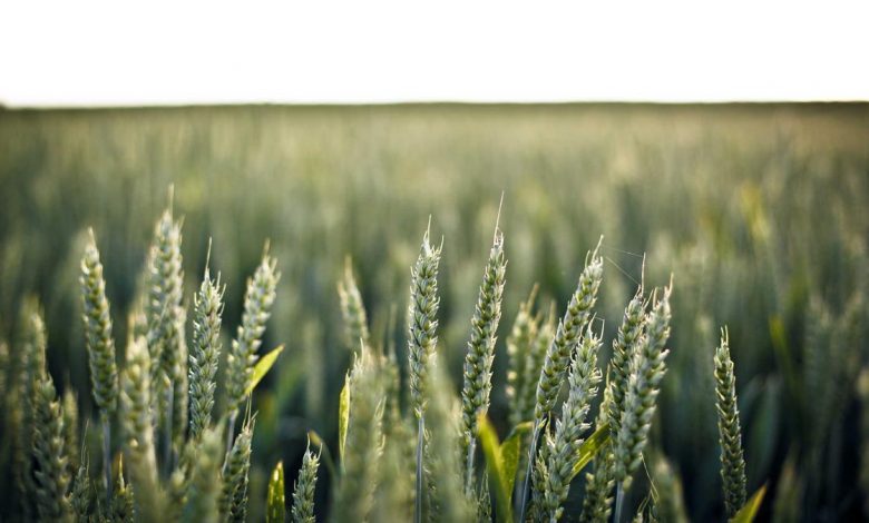 t20-world-cup-final-2026-prediction