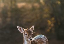 t20-world-cup-final-abhishek-sharma