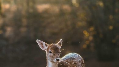 t20-world-cup-final-abhishek-sharma
