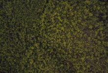 t20-world-cup-victory-dance-video