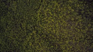 t20-world-cup-victory-dance-video