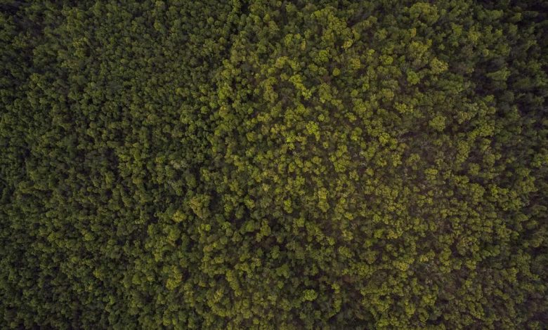 t20-world-cup-victory-dance-video