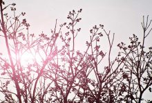 trump-air-force-one-new-look