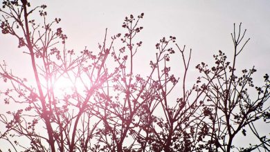 trump-air-force-one-new-look