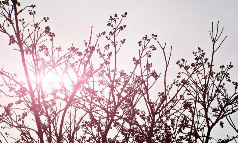 trump-air-force-one-new-look