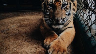 trump-sends-us-troops-to-korea