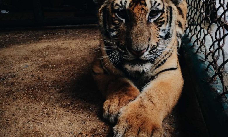 trump-sends-us-troops-to-korea