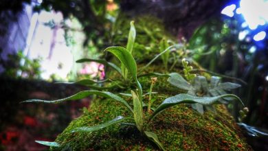 ugc-anti-rules-protest-swarn-samaj