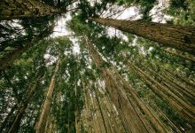 us-israel-iran-ceasefire-appeal