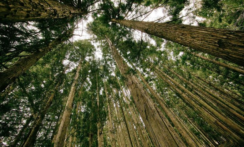 us-israel-iran-ceasefire-appeal