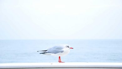 us-strikes-iran-tankers-gulf