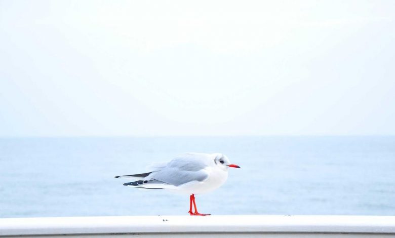 us-strikes-iran-tankers-gulf